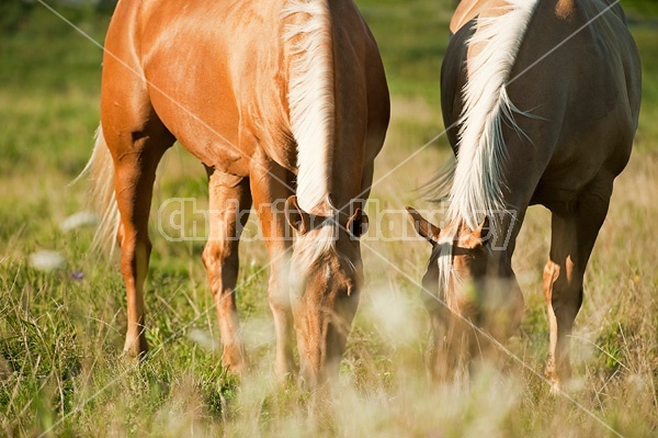 Palomino Quarter Horse