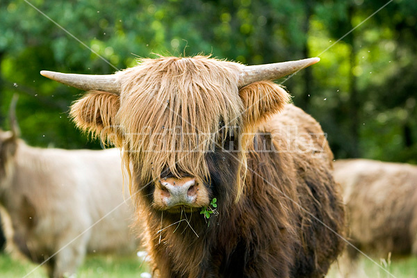 Highland cows