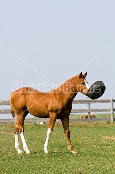 Quarter horse foal