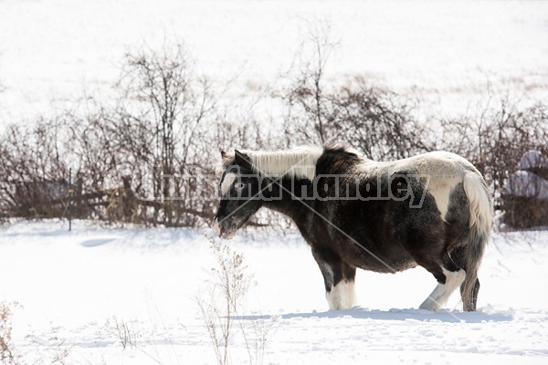 Pony standing in deep snow