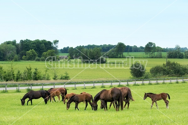 Herd of thoroughbred mareas and foals