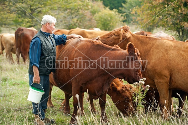 Farmer checking on cattle on summer pasture, giving them back  scratches