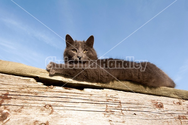 Gray barn cat