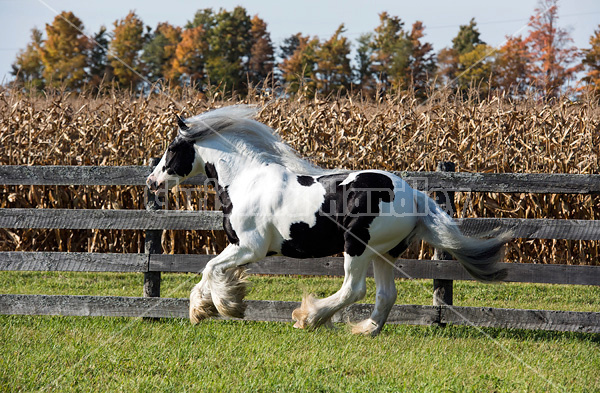 Gypsy Vanner horse