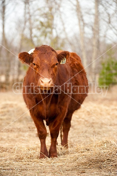 Beef Cow