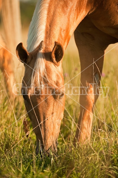 Palomino Quarter Horse