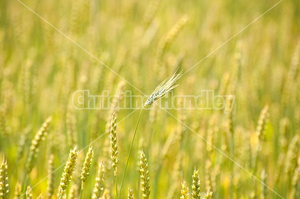 Field of wheat