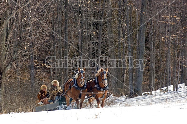 Horse drawn sleigh ride