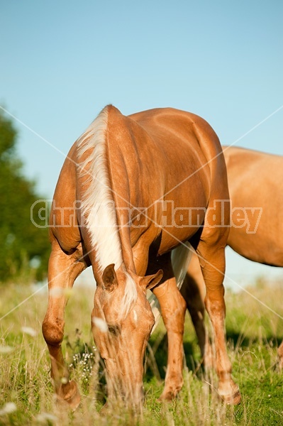 Palomino Quarter Horse