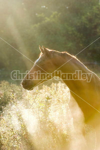 Protrait of Thoroughbred horse