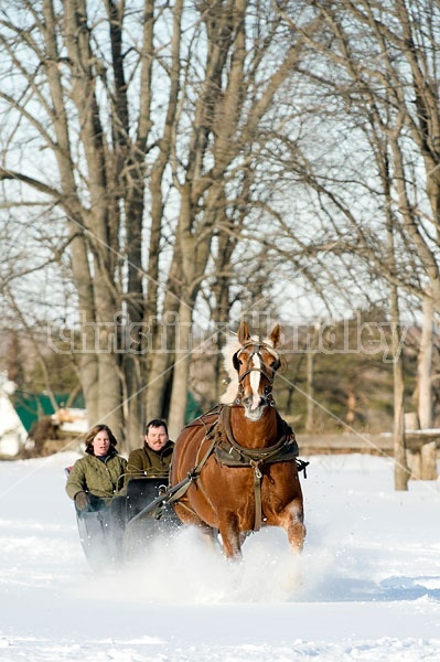 Single Horse Sleigh Ride