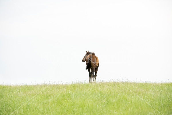 Thoroughbred foal