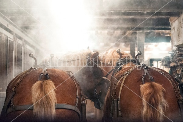 Belgian draft horse standing inside barn