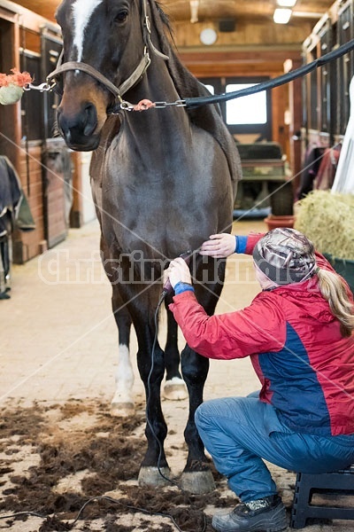 Woman clipping horse