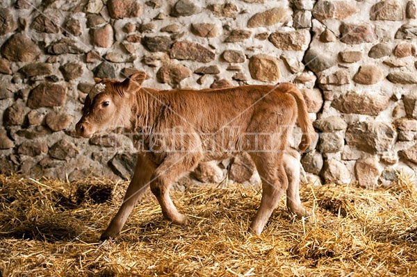 Young Beef Calf