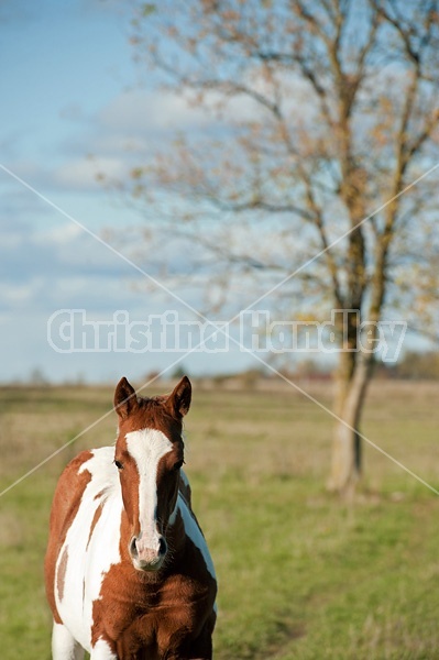 Portrait of young paint foal