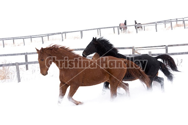 Three horses galloping through snow