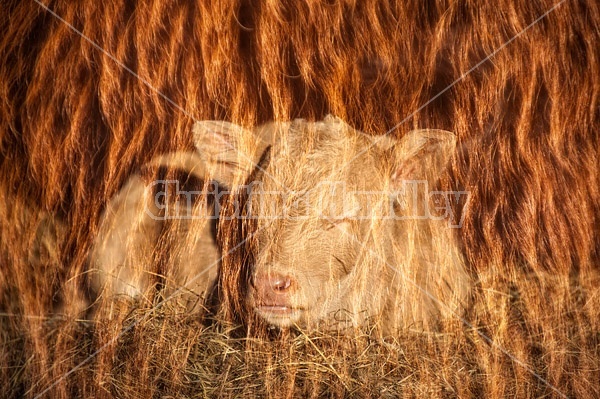 Double exposure of cow faces combined with the long winter hairy coats of cattle