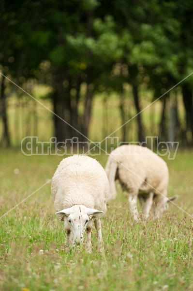 Sheep on summer pasture.