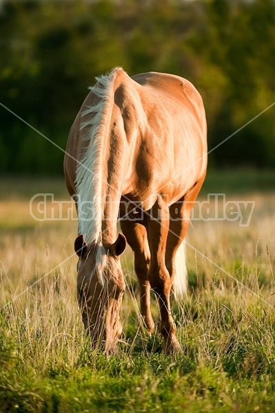 Palomino Quarter Horse