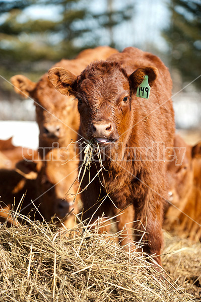 Beef calf eating hay