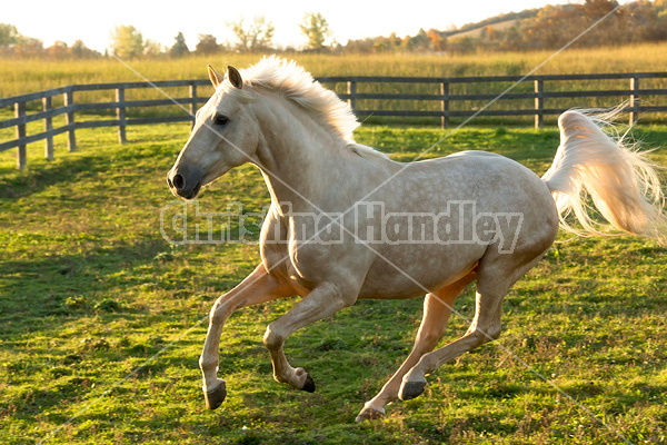 Palomino horse galloping around paddock