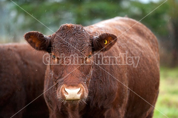 Beef Steer