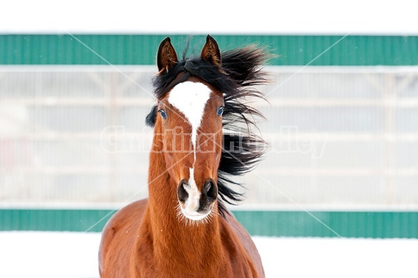 Portrait of a horse in the winter