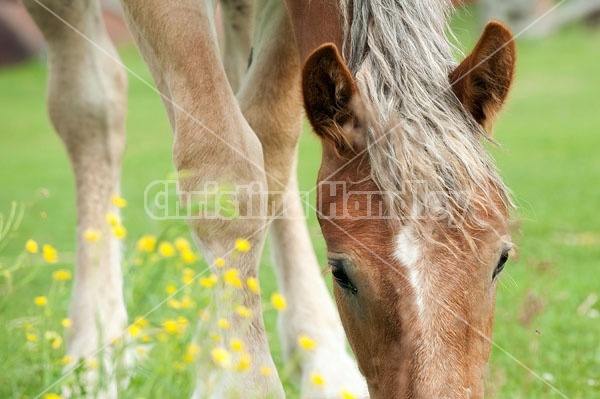 The face of a young Belgian draft horse