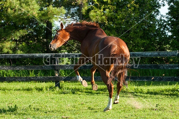 Thoroughbred horse running around paddock