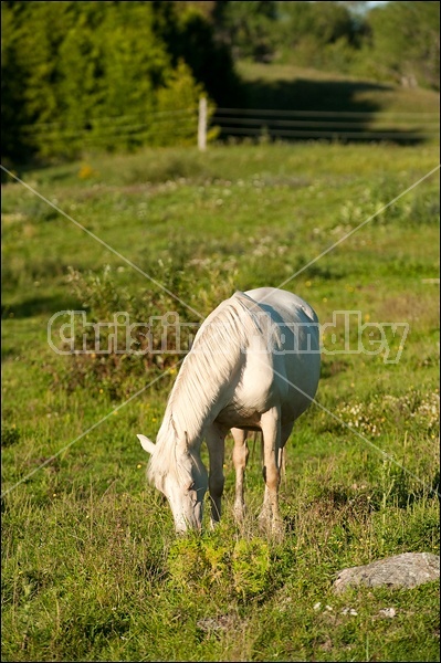 Rocky Mountain Horse