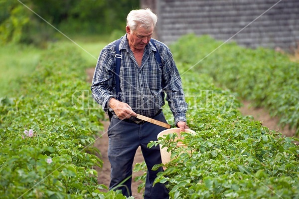 Farmer picking potato bugs off an organic crop of potato plants using a pail and a stick