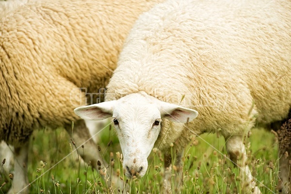 Sheep on summer pasture.