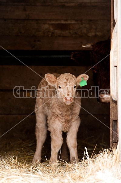 Baby Beef CAlf Standing in Doorway