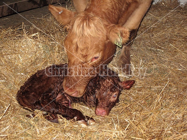 Newborn Beef Calf