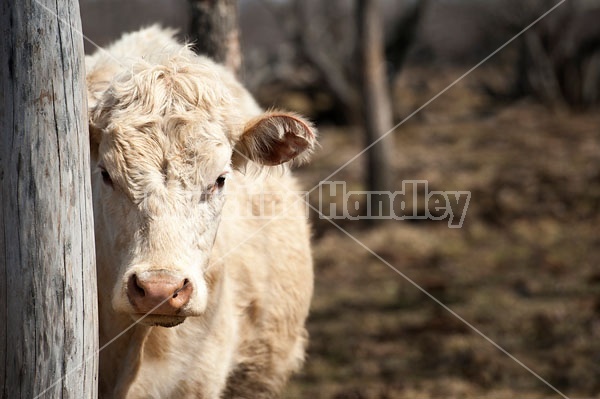 Charolais Cow