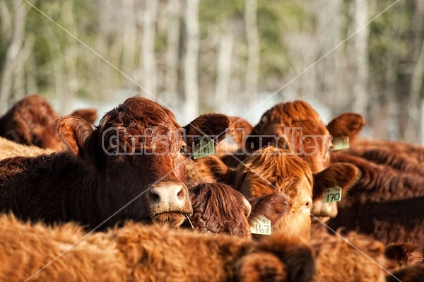 Beef Cow faces