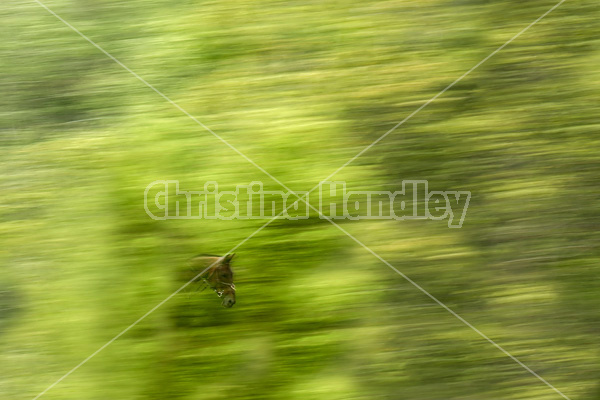 A panned horse face jumping through the greenery