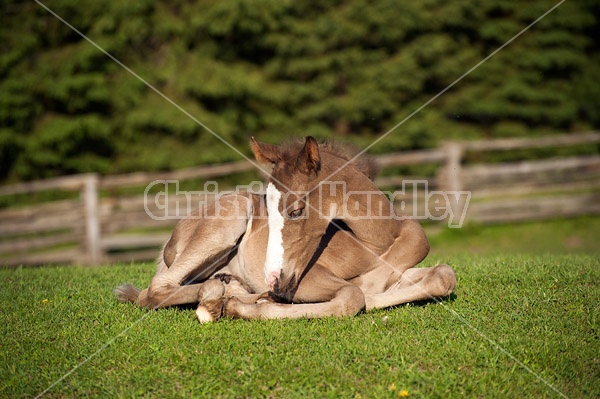 Rocky Mountain horse foal