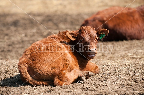 Beef Calf