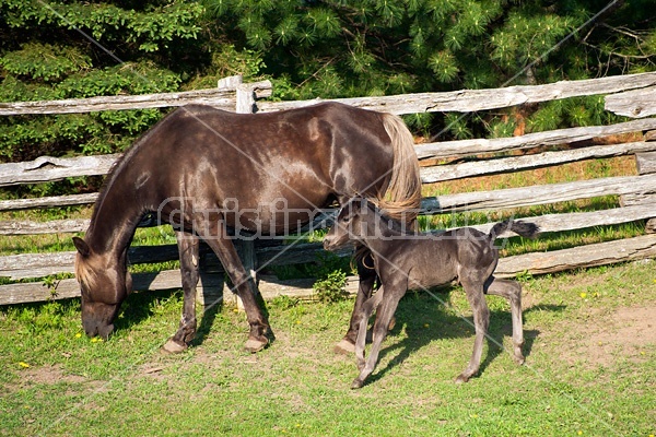 Young Rocky Mountain Horse foal and mare.