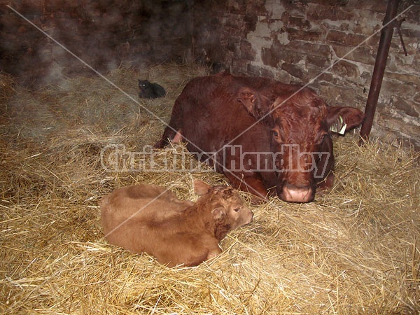 Beef Cow and Calf