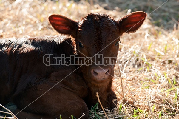 Backlit Beef calf