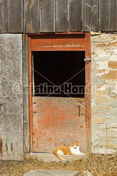 Orange and white barn cat laying outside the barn door sunning itself