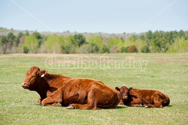 Beef Cow and Calf