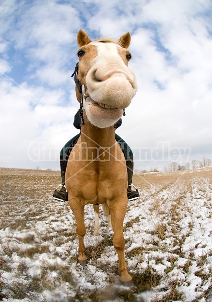 Distorted equine portrait