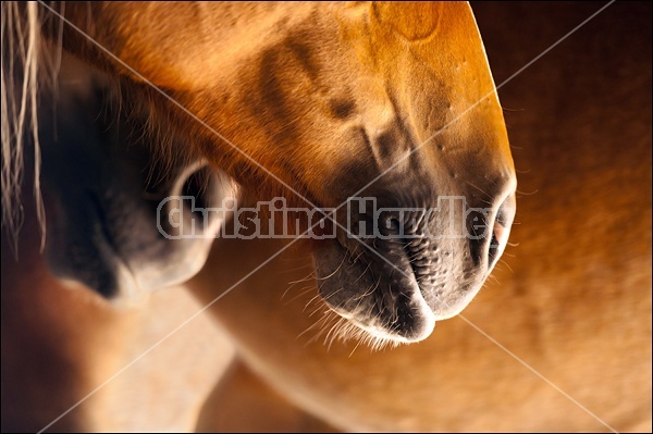 Closeup of horses muzzles