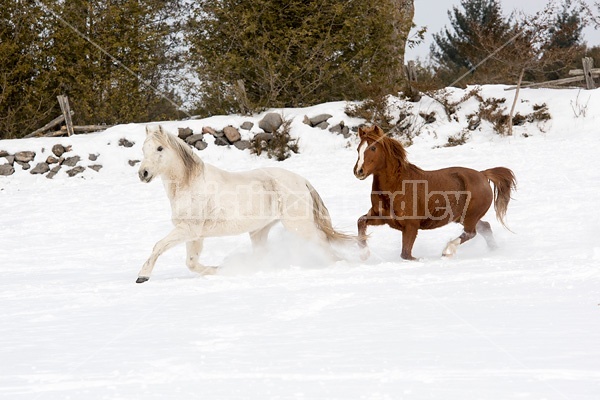 Two horses running and galloping through the deep snow