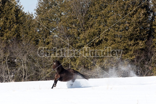 Quarter horse stallion running in deep snow