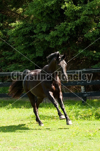 Hanoverian horse gelding